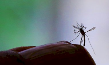 Dengue: casos mais que dobram em 2022