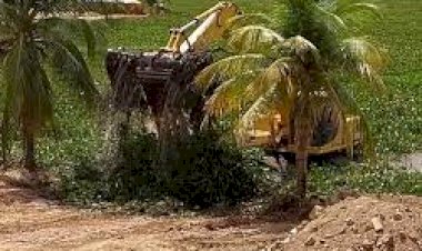 Baronesas voltaram formar um tapete verde nas águas da prainha em Paulo Afonso