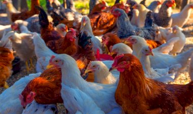 Gripe aviária: governo orienta que estados declarem emergência zoossanitária