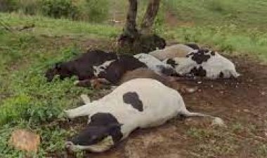 Gado morre após queda de raio durante fortes chuvas em Sergipe