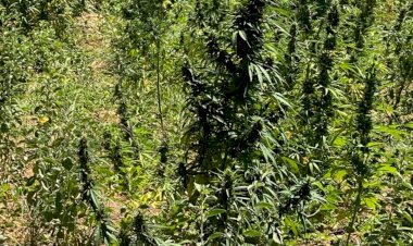 Polícia Militar Desmantelam Plantação de Drogas na Zona Rural de Abaré Ba